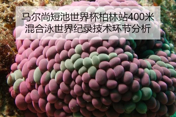 ma-er-shang-duan-chi-shi-jie-bei-bo-lin-zhan-mi-hun-he-yong-shi-jie-ji-lu-ji-shu-huan-jie-fen-xi-3-780.jpg